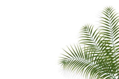 Palmiye dalı, hindistan cevizi yaprağı, tropikal bitki dekoratif arka plan, vektör illüstrasyonu