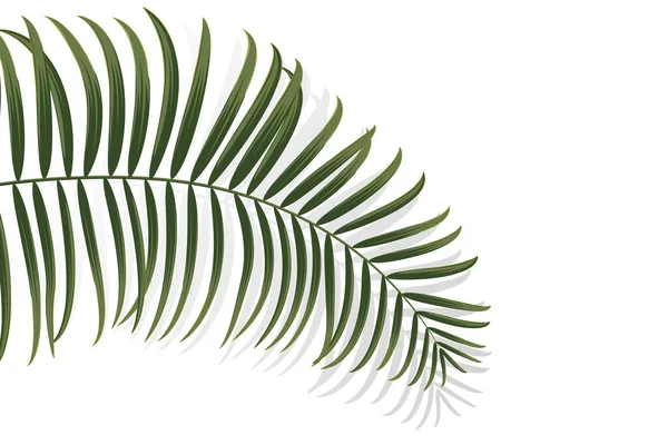 Пальмовая Ветвь Кокосовый Лист Декоративный Фон Тропических Растений Векторная Иллюстрация — стоковый вектор
