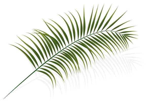 Branche Palmier Feuille Noix Coco Plante Tropicale Fond Décoratif Illustration — Image vectorielle