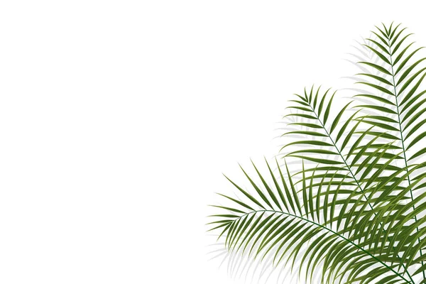 ヤシの木ココナッツの葉熱帯植物の装飾背景ベクトル図 — ストックベクタ
