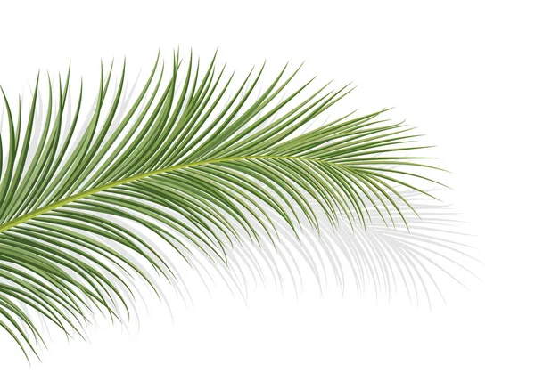 Ramo Palmeira Folha Coco Fundo Decorativo Planta Tropical Ilustração Vetorial —  Vetores de Stock