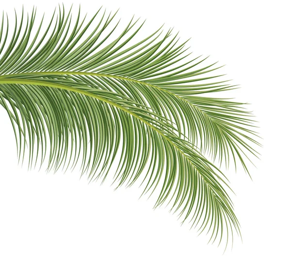 Palmtak Kokosnoot Blad Tropische Plant Decoratieve Achtergrond Vector Illustratie — Stockvector