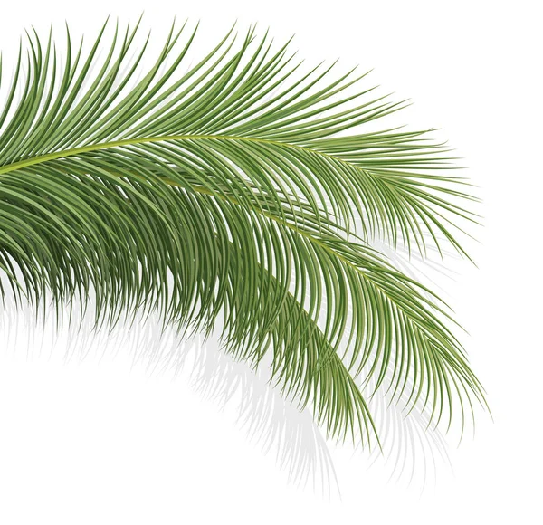 Pálmaág Kókuszlevél Trópusi Növény Dekoratív Háttér Vektor Illusztráció — Stock Vector