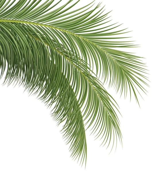Rama Palma Hoja Coco Fondo Decorativo Planta Tropical Ilustración Vectorial — Vector de stock