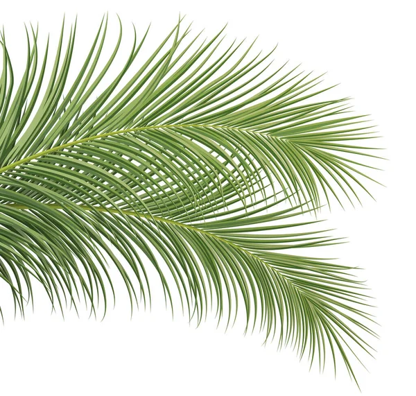 Ramo Palmeira Folha Coco Fundo Decorativo Planta Tropical Ilustração Vetorial —  Vetores de Stock