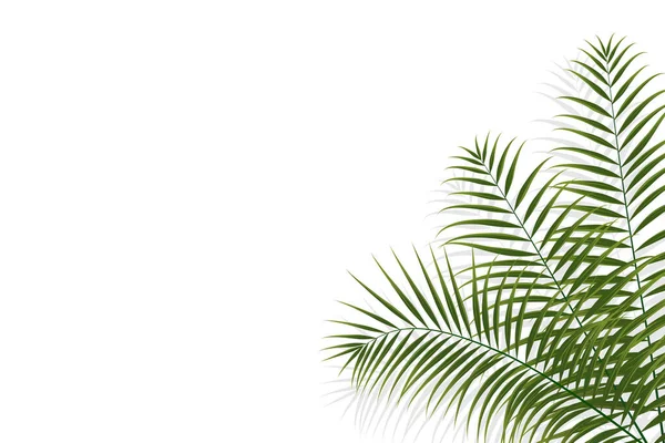 Palmiye Dalı Hindistan Cevizi Yaprağı Tropikal Bitki Dekoratif Arka Plan — Stok Vektör