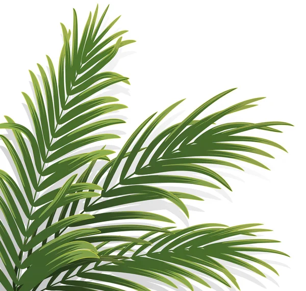 Ramo Palmeira Folha Coco Fundo Decorativo Planta Tropical Ilustração Vetorial — Vetor de Stock