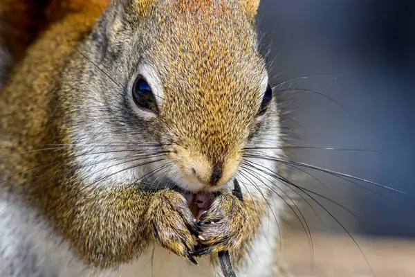 A closeup of a squirrel\'s face as he eats a seed. Focus on his eye. Shallow depth of field.