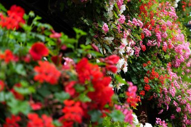 Bahçedeki renkli küçük çiçekler arasında sarı, kırmızı, turuncu, yeşil ve bulanık odaklı pembe renkler yer alıyor