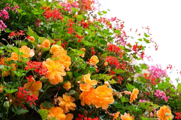 Красочные Маленькие Цветы Саду Включают Себя Желтый Красный Оранжевый Зеленый — стоковое фото