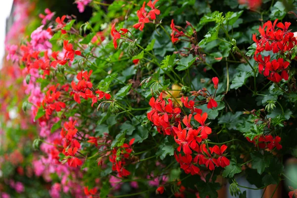 Flores Pequenas Coloridas Jardim Incluem Cores Amarelas Vermelhas Laranja Verde — Fotografia de Stock