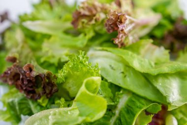 Karışık sebze salatası, Red Oak Marul, Green Oak Marul, Cos Marul veya Romaine Marul, Butterhead Marul, Frillice Ice Berg Marul ve Red Coral Marul.