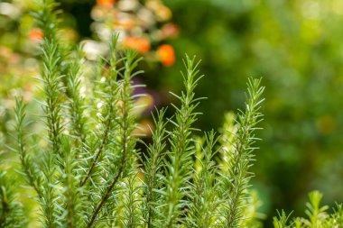Bahçedeki biberiye ağacı, gün ışığı, odak noktası ve bulanık arkaplan