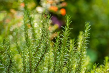Bahçedeki biberiye ağacı, gün ışığı, odak noktası ve bulanık arkaplan
