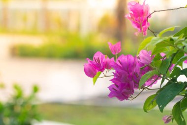 Bougainvillea pembe çiçek dalı. Parkta altın sarısı bir güneş ışığı var. Kapak fotoğrafın ve konseptin için arka plan.