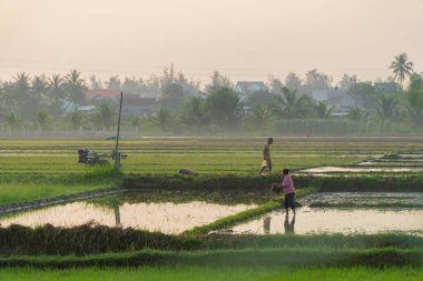 Quang Ngai, Vietnam - 22 Mayıs 2023 - pirinç tarlasında çiftçiler, yeni ekinlere hazırlanmak için. Sabahları manzara..
