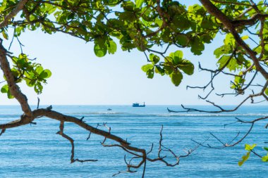 Büyük bir ağacın yeşil dalları denize uzanıyor, arkasında dalgaları ve tekneleri olan mavi bir deniz var. Yeşil ağaç ve deniz doğa simgesi arkaplanı.