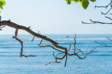 Büyük bir ağacın yeşil dalları denize uzanıyor, arkasında dalgaları ve tekneleri olan mavi bir deniz var. Yeşil ağaç ve deniz doğa simgesi arkaplanı.