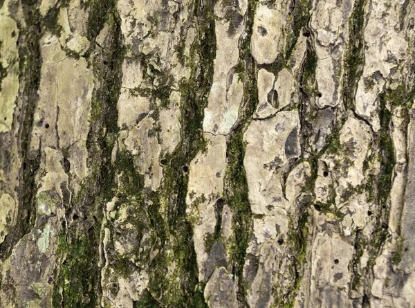 Фон Старой Коры Дерева Зеленым Мхом Растущим Расщелинах Иконка Заднего — стоковое фото