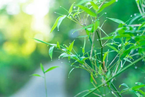 Grüner Bambuszweig Mit Tautropfen Auf Den Blättern Der Morgensonne Grüne — Stockfoto