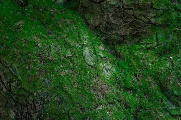 Fondo Tronco Árbol Viejo Con Musgo Verde Creciendo Corteza Abstracto —  Fotos de Stock