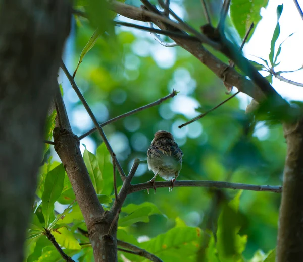 Sparrow Perched Tree Branch Taken Blurred Green Background Surrounding Branches — Stock Photo, Image