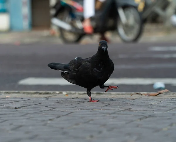 Paloma Negra Está Caminando Acera Calle Con Diferentes Expresiones Animales —  Fotos de Stock