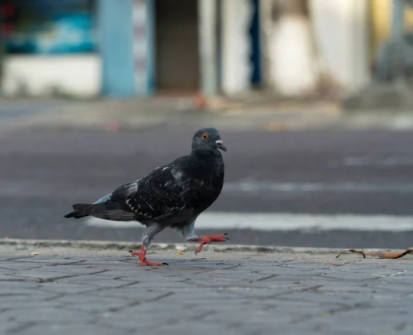 Paloma Negra Está Caminando Acera Calle Con Diferentes Expresiones Animales —  Fotos de Stock