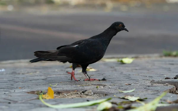 Černý Holub Kráčí Chodníku Ulici Různými Výrazy Pouliční Zvířata — Stock fotografie