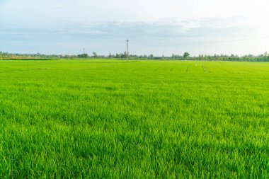 Sabah güneşinde güzel yeşil pirinç tarlaları. Yeşil pirinç tarlası arka planı. Yeşil doğa geçmişi. Tarım.