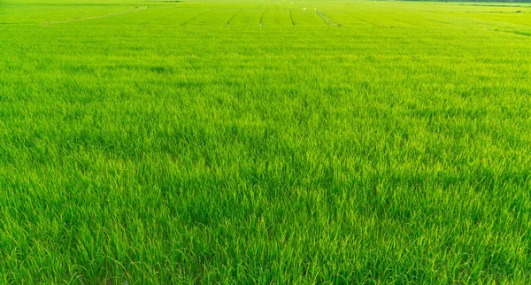 Sabah güneşinde güzel yeşil pirinç tarlaları. Yeşil pirinç tarlası arka planı. Yeşil doğa geçmişi. Tarım.