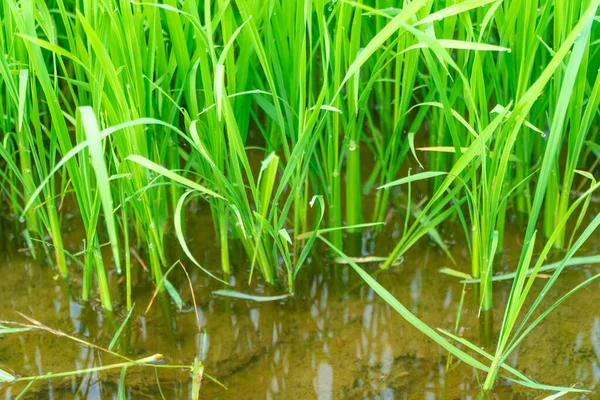 Stock image Wet rice plants are growing in the sowing stage. Food plant icon, green nature background. Evolution.