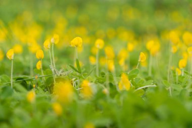 Parlak sarı yer fıstığı çiçekleri parlak yeşil yaprakların üzerinde açar, güneş ışığında. Doğa ağaçları ve güzel çiçekler. Kapak fotoğrafın ve fikirlerin..