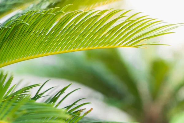 Saftig Grüne Kokosnussblätter Sonnenlicht Mit Verschwommenem Hintergrund Und Leerraum Ihren — Stockfoto