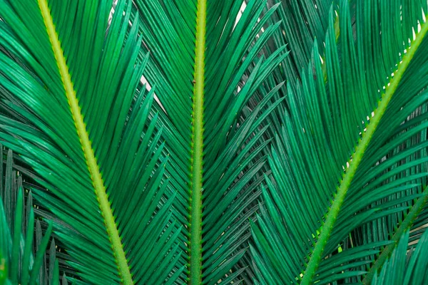 濃い緑色のココナッツの葉の背景 葉の背景 暗い青空の背景 君の考えだ 自然背景 — ストック写真