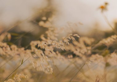 Reed çiçekleri güzel ve belirsiz klasik sarı ışıkta. Sıcak renkli doğa fotoğrafı. Yumuşak odaklanma. Meadow paspası.
