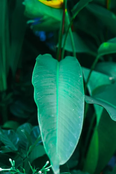 Große Dunkelgrüne Blätter Mit Grünen Blättern Blätterhintergrund Hintergrund Der Grünen — Stockfoto