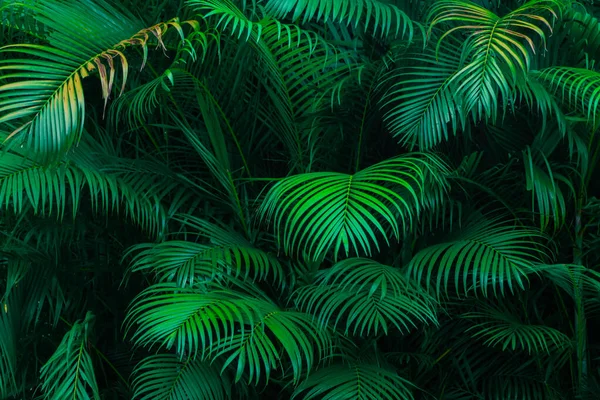 濃い緑色の装飾ココナッツの葉の背景と暗いコントラスト 濃い緑の自然背景 カバー写真の背景 — ストック写真
