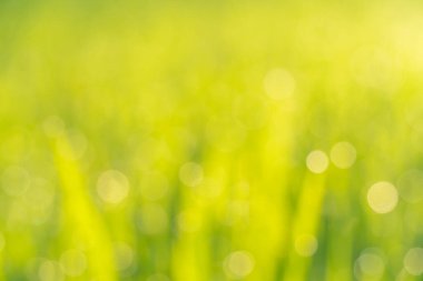 Bulanık yeşil arka planda sabah güneşinde yapraklar. Soyut sanat. Kapak fotoğrafı arkaplanı.