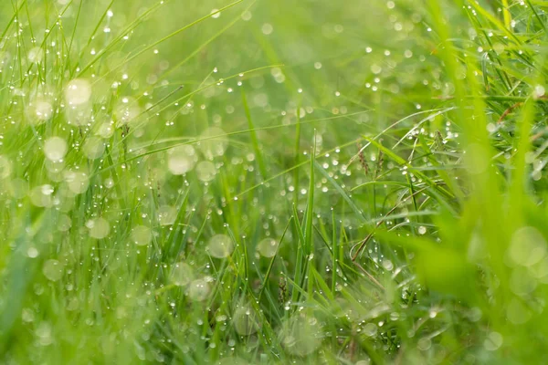 Dew Drops Grass Leaves Early Morning Warm Sunlight Beautiful Nature — Stock Photo, Image