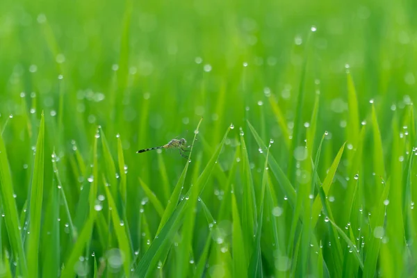 トンボは早朝に畑の稲につきました 昆虫や食料作物の概念 緑の自然背景 浅い焦点 ぼやけた背景 — ストック写真