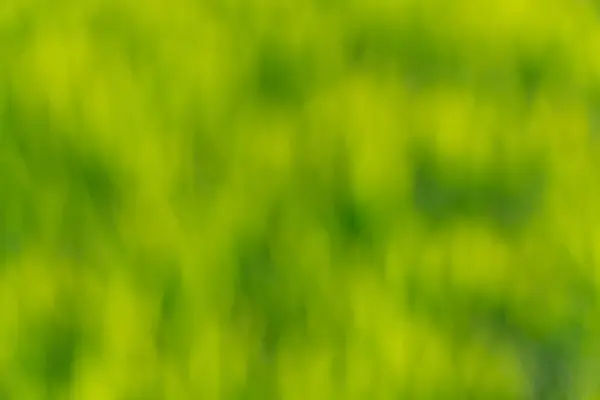 stock image Blurred green nature background of leaves in field in morning sunlight. Abstract art. Cover photo background.