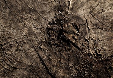 Ormandaki büyük bir ağacın gövdesi zamanla kurudu. Ormanların tahrip edilmesi, çevre.