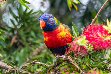 Gökkuşağı Lorikeet yağmurda Şişe Fırçası çiçeğinin nektarının tadını çıkarıyor. Woy Woy, NSW, Avustralya 'da çekildi..