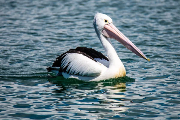 Cruzeiro Pelicano Água Rio Coolongolook Forster Tuncurry Nsw Austrália — Fotografia de Stock