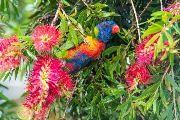 Gökkuşağı Lorikeet yağmurda Şişe Fırçası çiçeğinin nektarının tadını çıkarıyor. Woy Woy, NSW, Avustralya 'da çekildi..