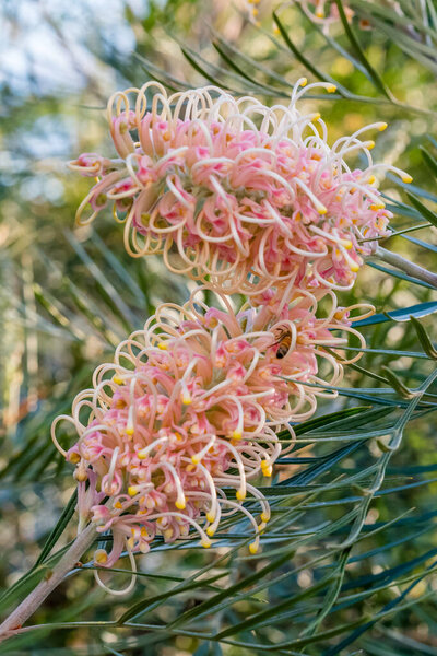 Grevillea в цвете с бледными пайетками