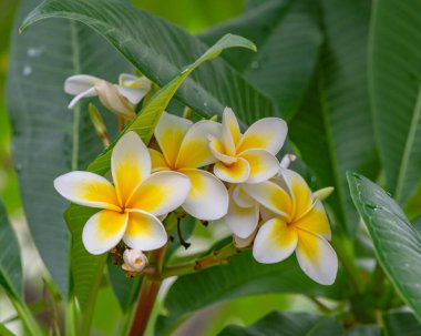 Frangipani flowers in bloom on a rainy Summer day in the garden at Woy Woy, NSW, Australia