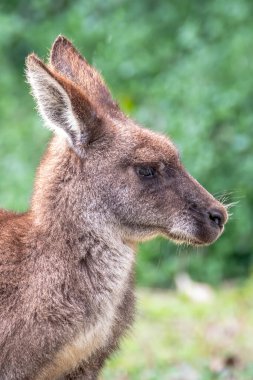 Güney Durras 'ta NSW, Avustralya' nın güney kıyısında kangurular tembellik ediyor.
