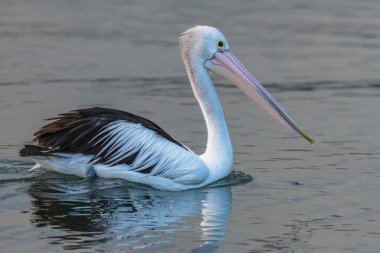 Pelican cruising on the bay water in the morning light at Woy Woy on the Central Coast, NSW, Australia.